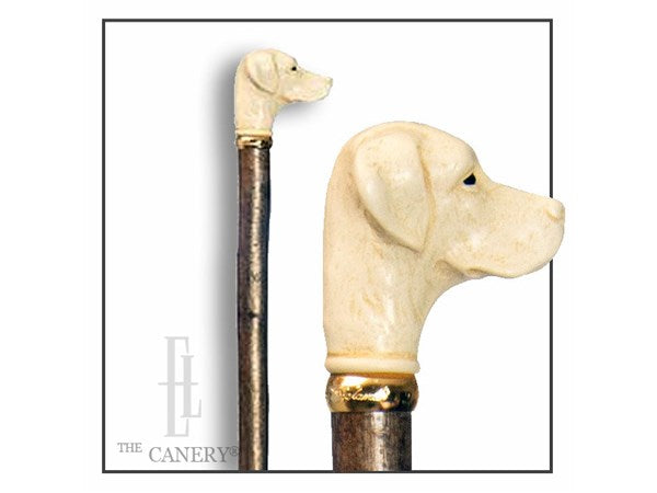 Labrador's Head on Long Hazel Stick